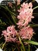 Holcoglossum subulifolium x Vanda christensonianum